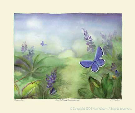 Karner Blue Butterfly : Lycaeides melissa