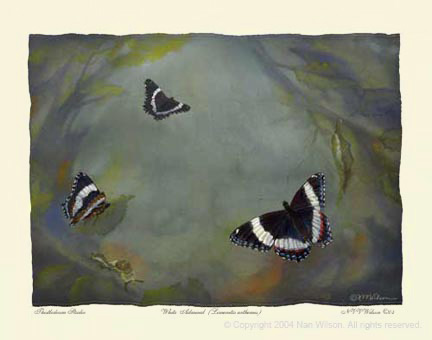 White Admiral Butterfly Lifecycle : Limenitis arthemis