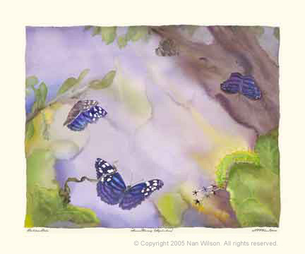 Mexican Bluewing - Myscelia ethusa
