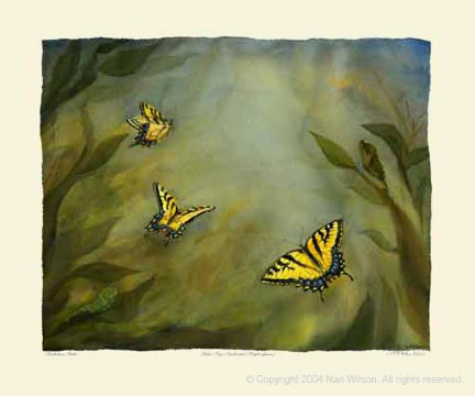 Yellow Tiger Swallowtail Butterfly Lifecycle : Papilio glaucus