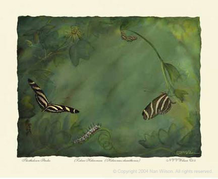 Zebra Heliconian Butterfly Lifecycle : Heliconius