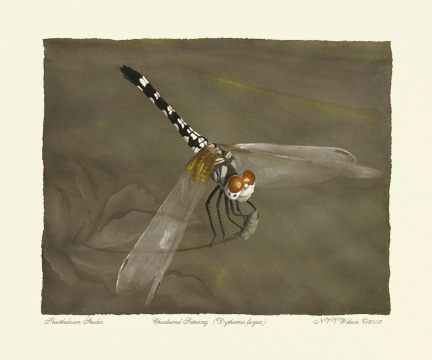 Checkered Setwing Female Dythemis fugax