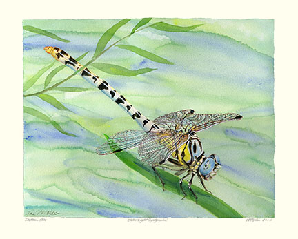 WHITE-BELTED RINGTAIL: Erpetogomphus compositus