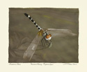 12 spotted dragonfly