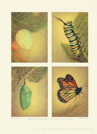 Monarch Butterfly Metamorphosis : Danaus Plexippus