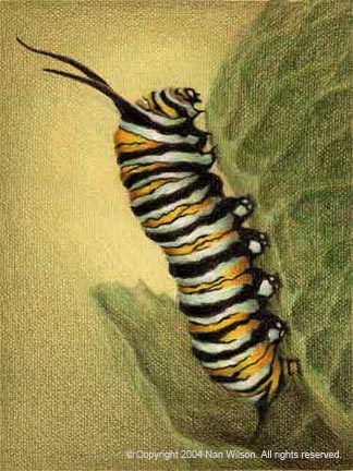 Monarch Butterfly Caterpillar : Danaus plexippus