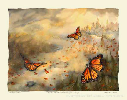 Monarch Butterflies : Danaus plexippus